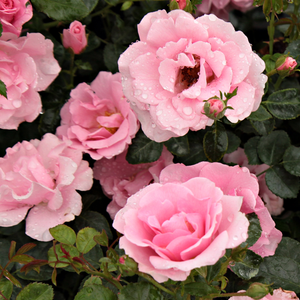 Roz, cu stamine galben-aurii - trandafir pentru straturi Floribunda